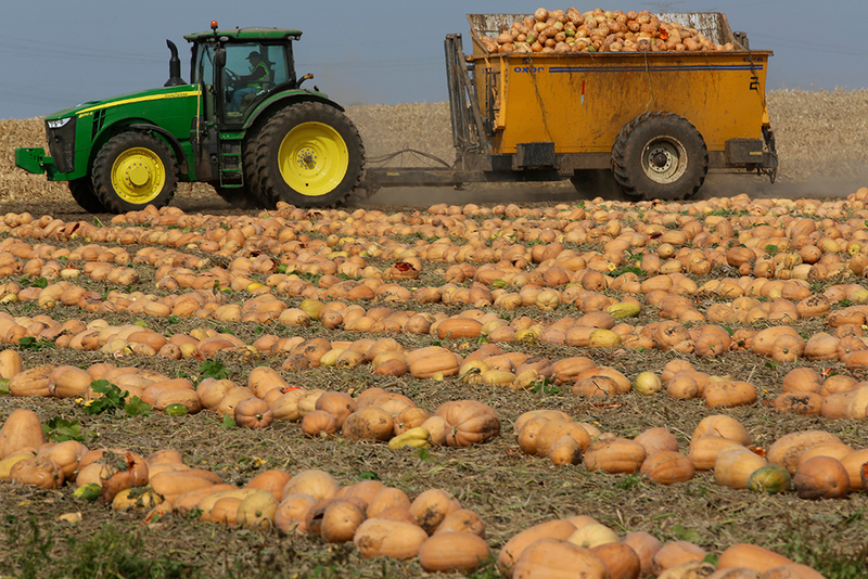 Illustration for article titled 80 percent of America's canned pumpkin comes from one Illinois town